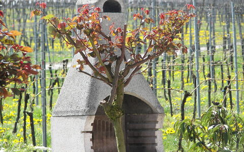 Haus Sacherer: Plante, Fleur, Jaune, Herbe, Brindille, Biome, Arbuste, Plante À Fleurs, Arbre, Paysage