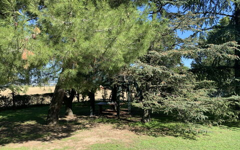 Maria Rosaria: Plante, Branche, Paysage Naturel, Tronc, Arbre, Suppression Des Plantes Ligneuses, Ombre, À Feuilles Persistantes, Teintes Et Ombres, Herbe