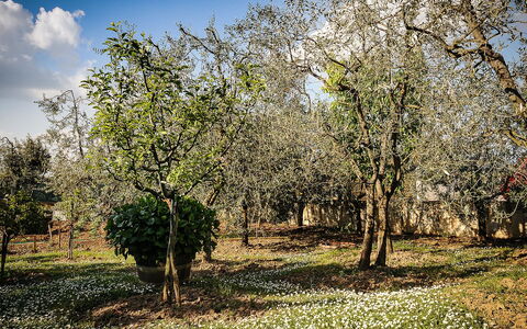 Matteuzzi: Arbre, La Nature, Paysage Naturel, Suppression Des Plantes Ligneuses, Printemps, Plante, Environnement Naturel, Herbe, Ciel, Branche