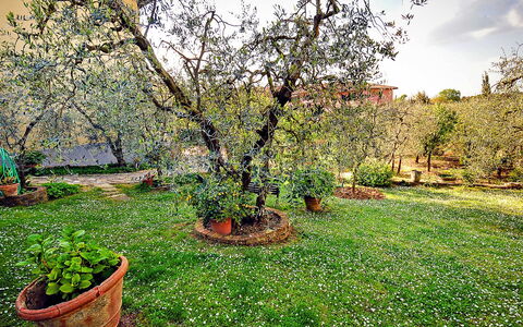 Matteuzzi: Arbre, Jardin, Plante, Herbe, Paysage Naturel, Printemps, Arrière-Cour, Cour, Suppression Des Plantes Ligneuses, Botanique
