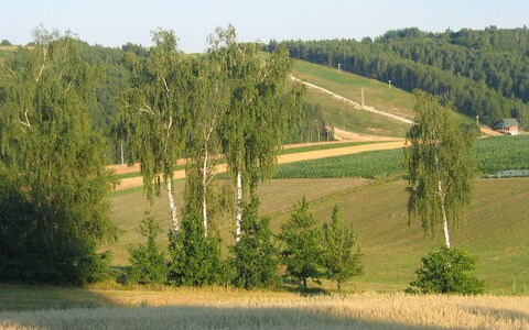 Jura Dla Ciebie: Paysage Naturel, Arbre, Champ, Environnement Naturel, Prairie, Lot Terre, Prairie, Famille Grass, Pâturage, Zone Rurale