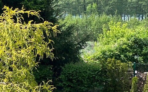 Willa Teresa: Vert, Feuille, Végétation, Arbuste, Communauté Des Plantes, Jardin, Couverture De Sol, Printemps, Suppression Des Plantes Ligneuses