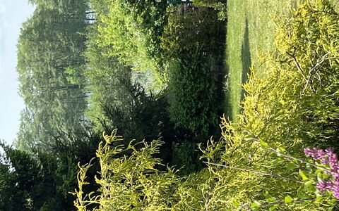 Willa Teresa: Plante, Communauté Des Plantes, Feuille, Paysage Naturel, Branche, Lumière Du Soleil, Végétation, Herbe, L'Eau, Biome