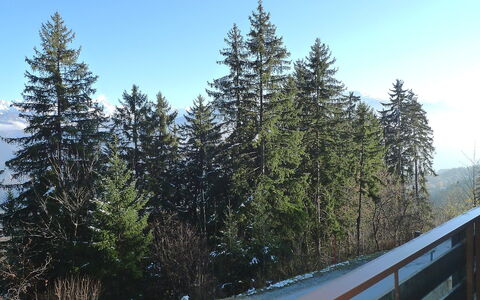 Yuca B Apt. 28: Arbre, Neige, Suppression Des Plantes Ligneuses, À Feuilles Persistantes, Région Sauvage, Pine Lodgepole, Environnement Naturel, Biome, L'Hiver, Plante