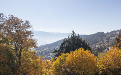 Crans-Montana 388: Feuille, Montagnes Relief, Arbre, La Nature, Montagne, Végétation, Branche, Colline, Paysage Naturel, Région Sauvage