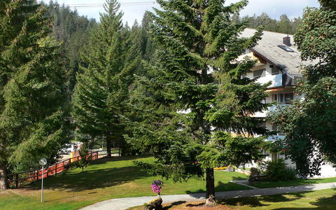 Laax 105: Arbre, Épicéa, À Feuilles Persistantes, Suppression Des Plantes Ligneuses, Région Sauvage, Biome, Plante, Conifère, Domicile