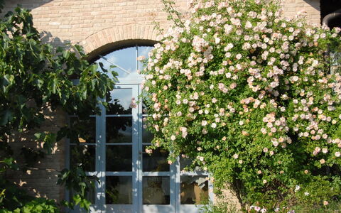 La Cenerara: Fleur, Plante, Famille Rose, Rose, Arbuste, Plante À Fleurs, Architecture, Printemps, Arbre