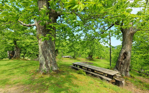Greve in Chianti 840: Plante, Extérieur Banc, Paysage Naturel, Branche, Arbre, Ombre, Bois, Herbe, Tronc, Banc