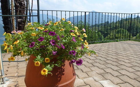 Al Ronchetto: Fleur, Pot De Fleur, Plante, Jardin, Botanique, Plante À Fleurs, Arbuste, Plante Annuelle, Plante D'Appartement, Wildflower