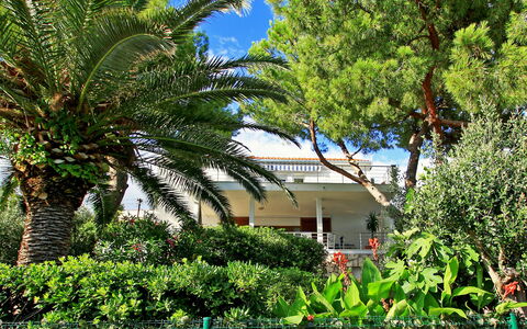 Amiela: Plante, Ciel, Bâtiment, Communauté Des Plantes, Fenêtre, Arbre, Maison, Végétation, Terrestre Des Plantes, Arecales