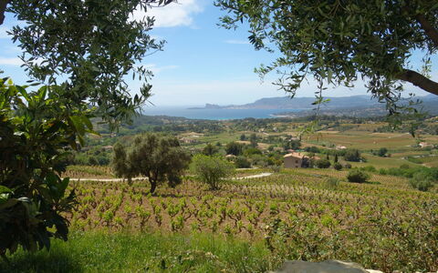 Les Vignes: Végétation, Paysage Naturel, Environnement Naturel, Arbre, Région Sauvage, Zone Rurale, Colline, Ciel, Paysage, Lot Terre