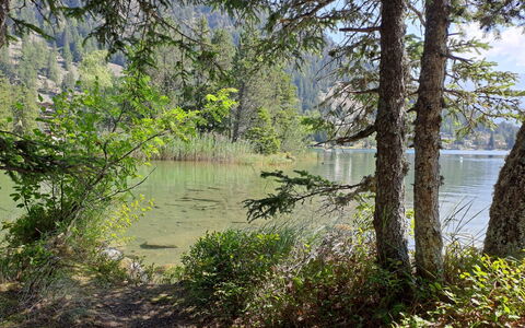 Champex 195: L'Eau, Vert, Plan D'Eau, La Nature, Ressources En Eau, Environnement Naturel, Paysage Naturel, Végétation, Été, Banque