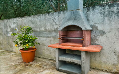 Milka: Plante, Pot De Fleur, Bois, Plante D'Appartement, Mobilier De Jardin, Mur, Gaz, Paysage