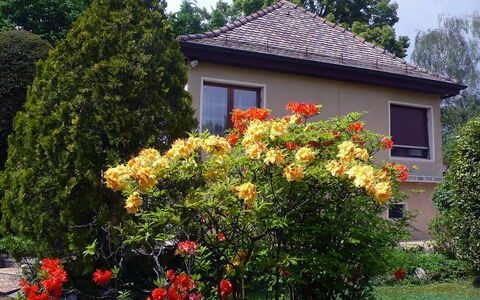 5, Chemin de la Pralay: Fleur, Plante, Bâtiment, Fenêtre, Ciel, Arbre, Feuille, Maison, Végétation, Biome