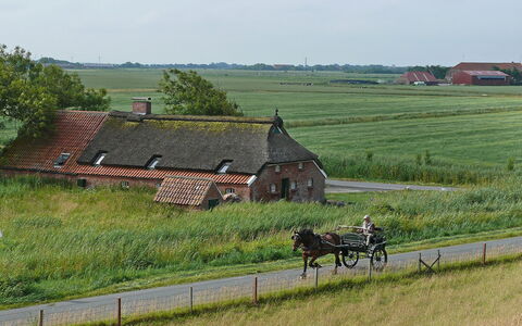 Norddeich 651: Plante, Roue, Ciel, Écorégion, Lot Terre, Arbre, Fenêtre, Paysage Naturel, Herbe