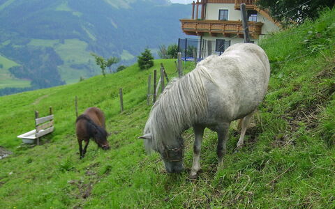 Moderegg: Plante, Vert, Montagne, Paysage Naturel, Herbe, Arbre, Prairie, Pâturage, Couverture De Sol