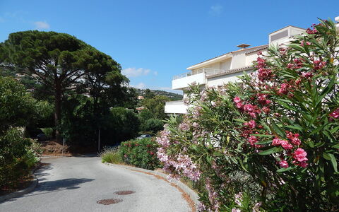 Cavalaire 350: Plante, Fleur, Bâtiment, Ciel, Communauté Des Plantes, Nuage, Maison, Arbre, Pétale, Suppression Des Plantes Ligneuses