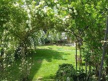 Roses de mai dans le jardin
