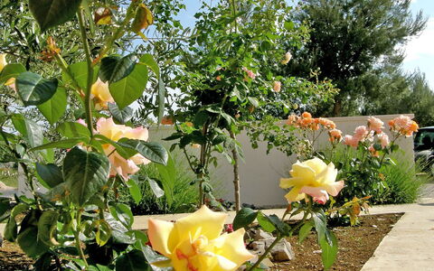 Vodice 401: Fleur, Plante, Plante À Fleurs, Famille Rose, Jaune, Botanique, Rose, Jardin, Printemps