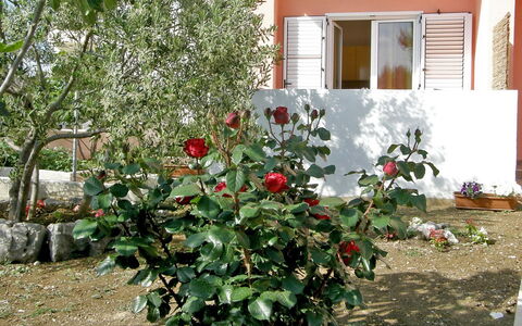 Vodice 401: Fleur, Plante, Plante À Fleurs, Arbre, Arbuste
