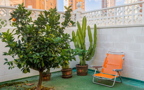 Rinconada Real: Plante, Pot De Fleur, Vert, Plante D'Appartement, Herbe, Mobilier De Jardin, Bâtiment, Arbre, Arbuste, Bois