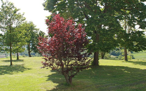 Montebello: Arbre, Plante, Suppression Des Plantes Ligneuses, Fleur, Printemps, Herbe, Feuille, Botanique, Parc, Plante À Fleurs