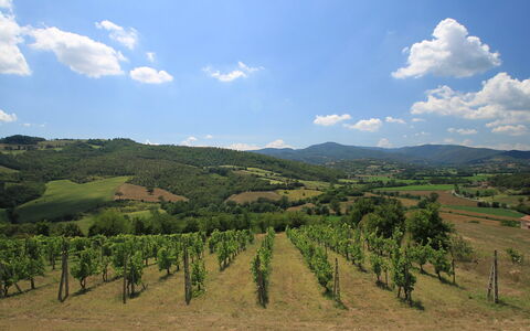 Montebello: Ciel, Montagnes, Colline, Montagnes Relief, Station De Montagne, Nuage, Région Sauvage, Vignoble, Montagne, Zone Rurale