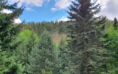 Karpacz Kowary: Nuage, Ciel, Plante, Mélèze, Paysage Naturel, Arbre, Terrestre Des Plantes, À Feuilles Persistantes, Paysage, Tronc