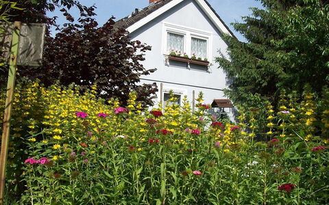 Allmendgasse: Fleur, Plante, Bâtiment, Fenêtre, Ciel, Maison, Paysage Naturel, Arbre, Jaune, Chalet