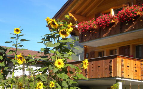 Ufem Stutz: Fleur, Ciel, Plante, Bâtiment, Fenêtre, Jaune, Maison, Suppression Des Plantes Ligneuses, Façade, Plante À Fleurs
