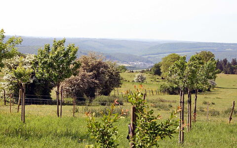 Gîte Rural Mamijana: Paysage Naturel, Végétation, Environnement Naturel, Lot Terre, Arbre, Pâturage, Zone Rurale, Champ, Prairie, Communauté Des Plantes
