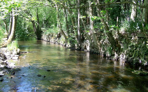 Vielsalm: Plan D'Eau, La Nature, Paysage Naturel, Environnement Naturel, Ripisylve, Arbre, Réserve Naturelle, Riparienne, L'Eau, Cours D'Eau