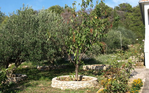 Agneza: Arbre, Plante, Suppression Des Plantes Ligneuses, Fleur, Jardin, Botanique, Arbuste, Herbe, Lot Terre, Paysage