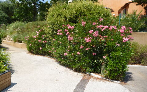 Grimaud 119: Plante, Fleur, Communauté Des Plantes, Pot De Fleur, Arbre, Herbe, Surface De La Route, Pétale, Arbuste, Couverture De Sol