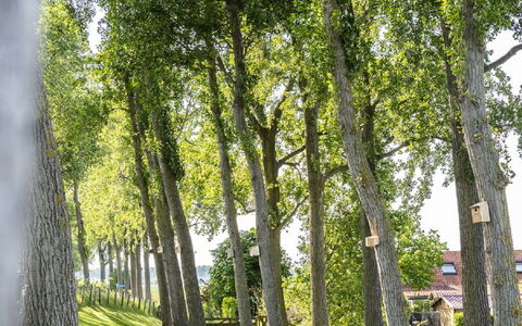 Polderzicht: Plante, Vert, Feuille, Paysage Naturel, Arbre, Ombre, Branche, Bois, Tronc