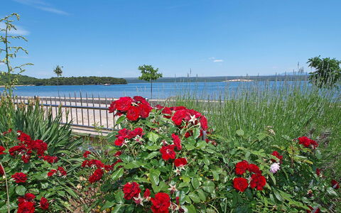 Raslina 100: Fleur, Ciel, L'Eau, Plante, Nuage, Paysage Naturel, Pétale, Lac, Herbe, Plante À Fleurs