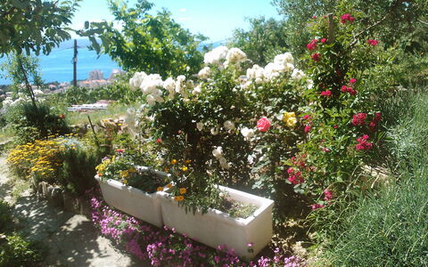 Makarska 592: Fleur, Plante, Ciel, Botanique, Pétale, Arbuste, Couverture De Sol, Arbre, Rose, Herbe