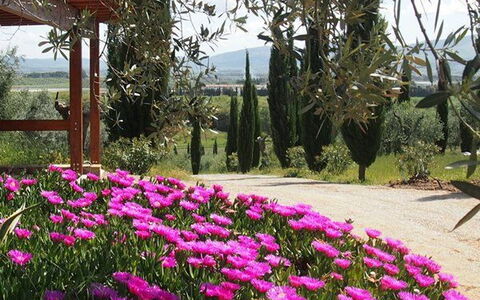Villa Giulia Follonica: Fleur, Plante, Printemps, Jardin, Magenta, Rose, Jardin Botanique, Botanique, Arbre, Plante À Fleurs
