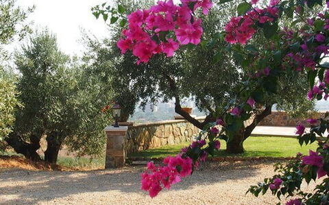 Villa Giulia Follonica: Fleur, Plante, Arbre, Rose, Bougainvillea, Botanique, Printemps, Plante À Fleurs, Suppression Des Plantes Ligneuses, Magenta
