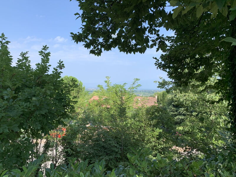Gelsomino