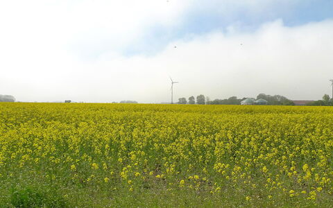 Norderney: Champ, Ciel, Prairie, Jaune, Environnement Naturel, Prairie, Paysage Naturel, Prairie, Plante