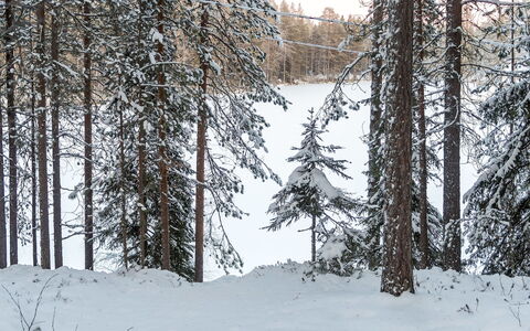 Viipusjärvi 11: Neige, Branche, Arbre, L'Hiver, Environnement Naturel, Bois, Forêt, Région Sauvage, Gelé