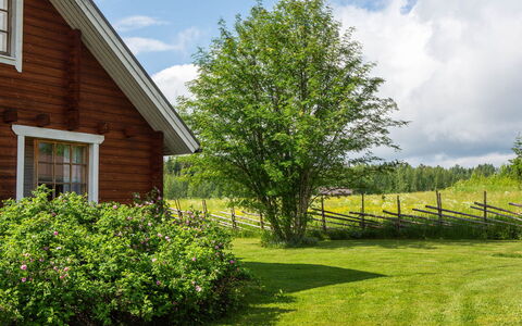 Ranta-Lemettilä: Vert, Feuille, Arbuste, Paysage, Lot Terre, Chalet, Domicile, Jardin, Printemps, Couverture De Sol