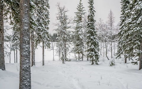Seitsemän Savua 6: Bois, Chalet, Cabane En Rondins, Forêt, Cabanon, Batiments Jardin, Mélèze, Des Bois, Tache De Bois