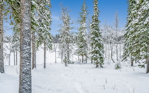Seitsemän Savua 3: Neige, Branche, Environnement Naturel, L'Hiver, Forêt, Région Sauvage, Gelé, Tronc, Mélèze