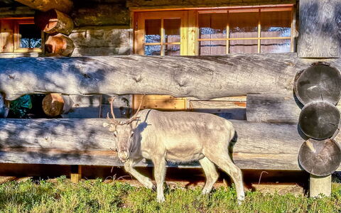 Riekonkätkä: Bois, Chalet, Cabane En Rondins, Forêt, Cabanon, Batiments Jardin, Mélèze, Des Bois, Tache De Bois