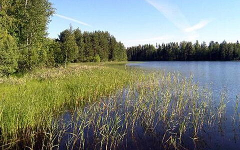 Pikku-Villa: L'Eau, Ressources En Eau, Plan D'Eau, Vert, Environnement Naturel, La Nature, Paysage Naturel, Le Marais, Été, Banque