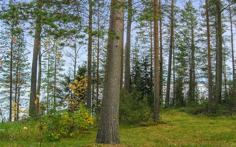 Mäntyranta: Bois, Siding, Chalet, Maison, Domicile, Planche, Batiments Jardin, Cabane En Rondins, Dur, Porche
