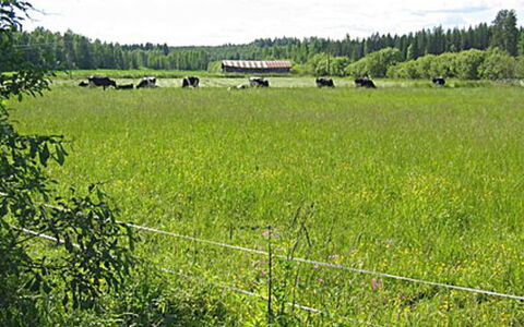 Pikkutupa: Voie Navigable, Banque, Cours D'Eau, Lac, Chalet, Forêt, Canal, Réservoir, Cabane En Rondins