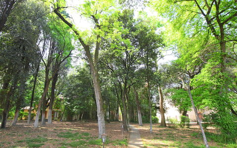 Perugia 250: Plante, Communauté Des Plantes, Arbre, Paysage Naturel, Ombre, Terrestre Des Plantes, Tronc, Herbe, À Feuilles Caduques, Forêt